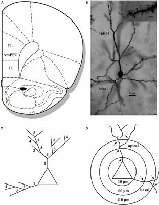 Paternal Deprivation and Female Biparental Family Rearing Induce Dendritic and Synaptic Changes in Octodon degus: I. Medial Prefrontal Cortex